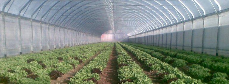 La crisi agricola vittoriese. Un incontro per parlarne ed affrontarla