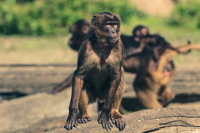 Il pianeta delle scimmie “assassine”. Un incubo reale in India
