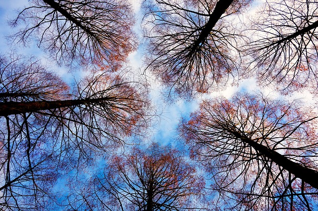 Domenica prossima verranno piantiati nuovi alberi a Modica