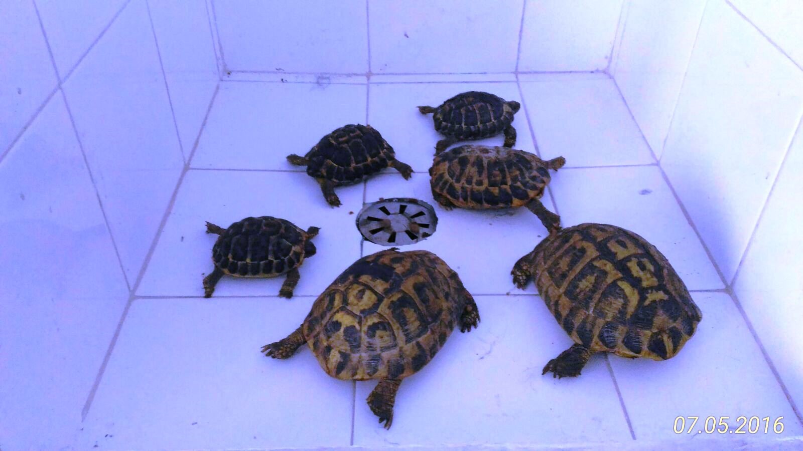 A Pozzallo un arresto per detenzione di droga e con sorpresa anche di tartarughe di specie protette