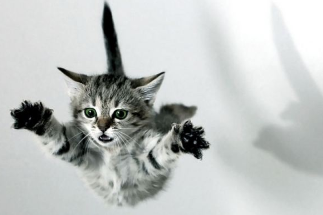 Litiga con la compagna e lancia il gatto dal sesto piano. Il felino sta comunque bene. Lui è stato denunciato