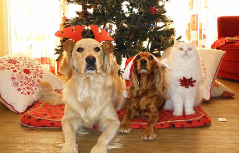 Un Natale tranquillo per i nostri piccoli amici