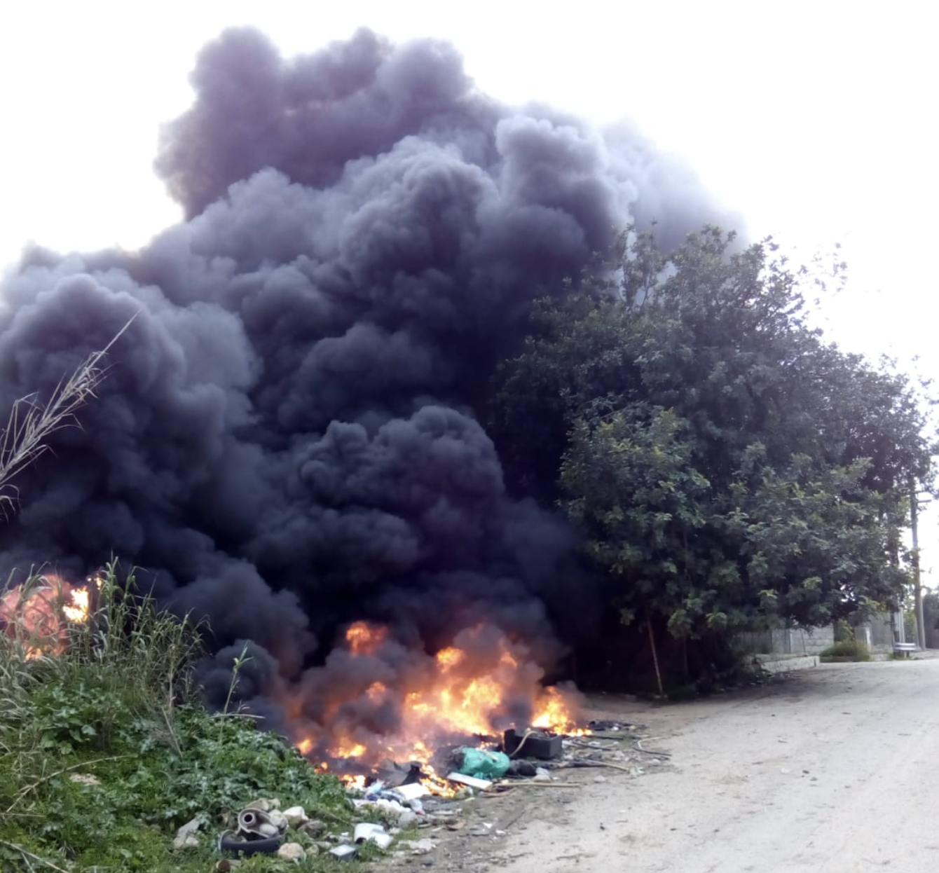 Uno dei due carrubi più antichi di Sicilia a rischio incendio. La causa: l’incuria dell’uomo.