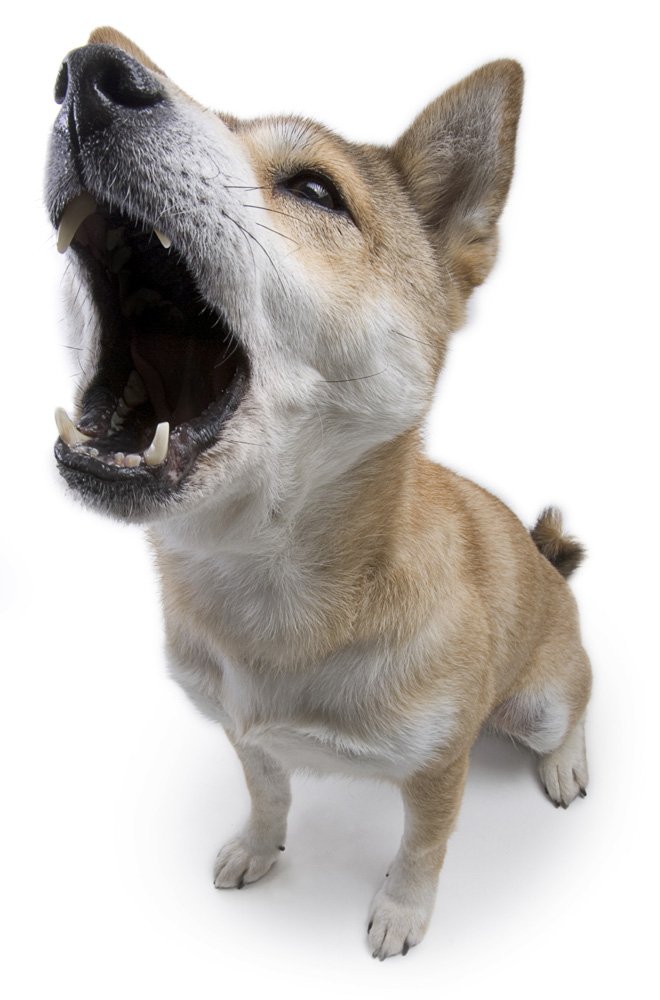 Rubrica Mi Fido: proprietario…responsabile?