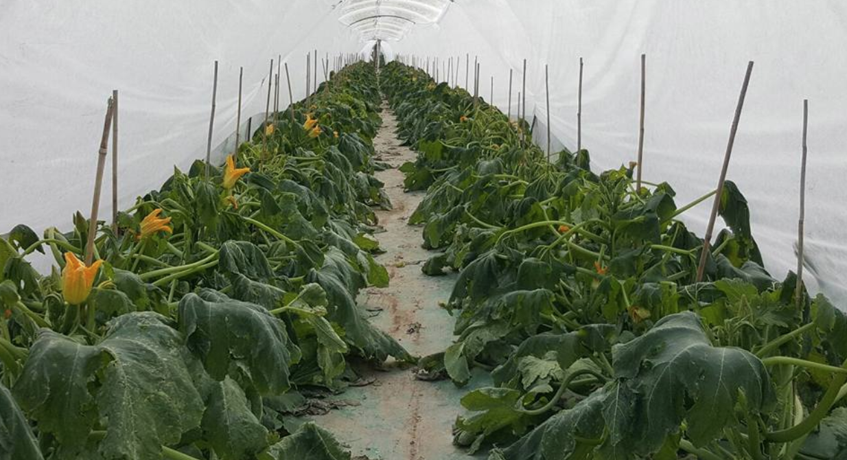 Gelate hanno distrutto il 20% delle produzioni di zucchine a Marina di Ragusa e Santa Croce Camerina