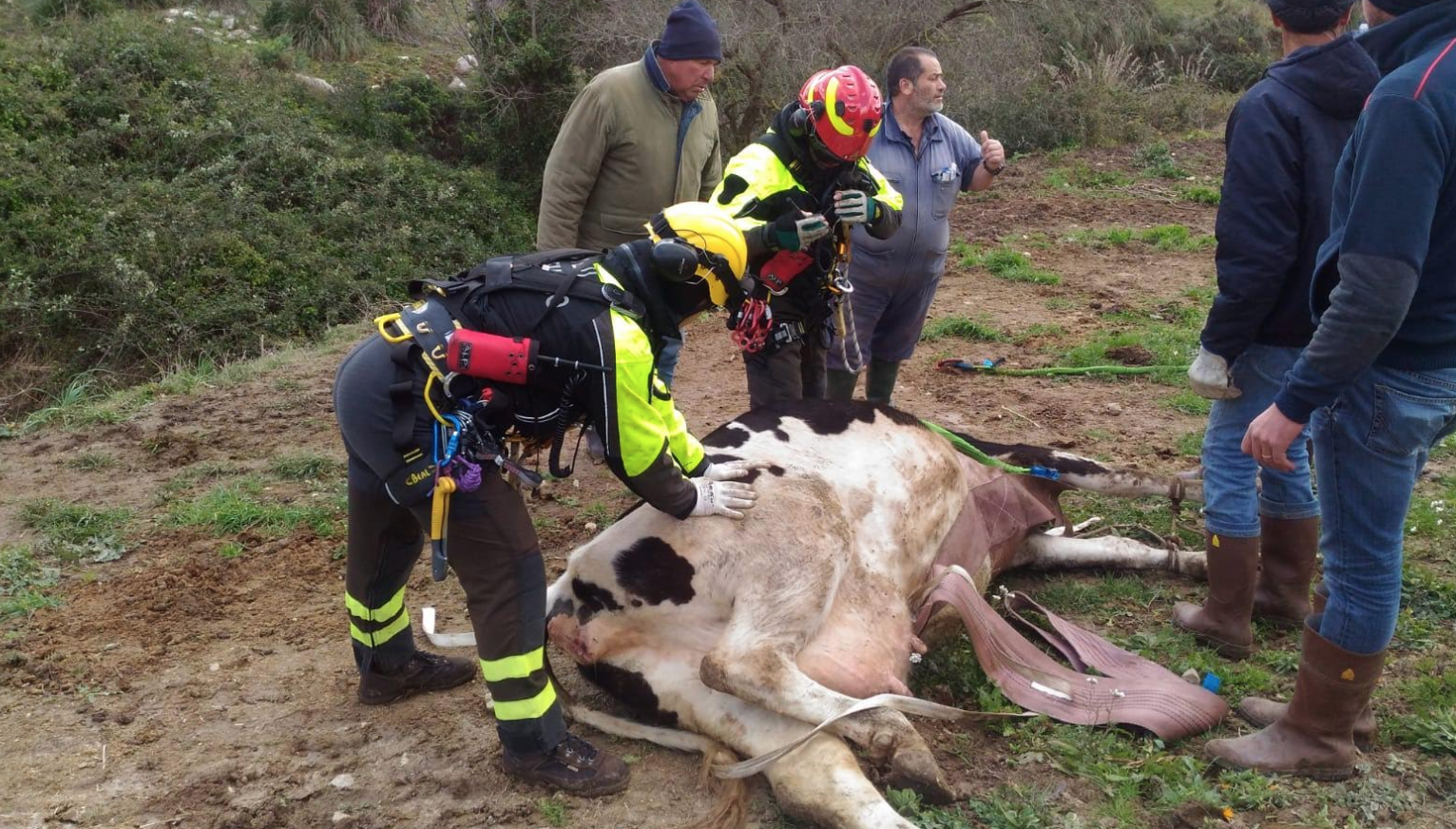 I Vigili del Fuoco salvano bovino. Intervento elicottero