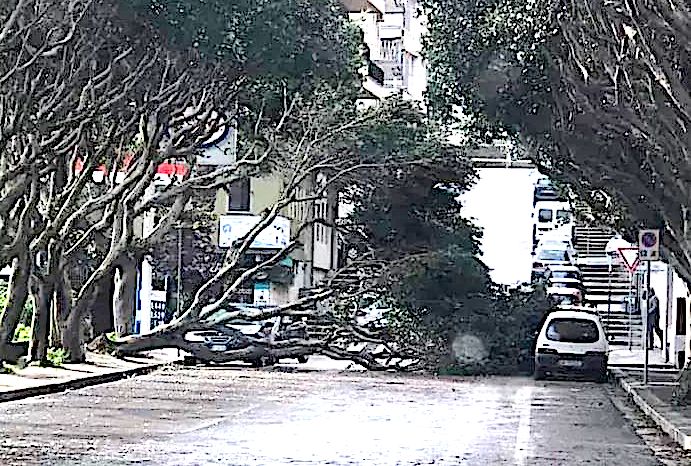 Maltempo tanti danni a Ragusa città. Albero ostruisce carreggiata in via Migliorisi