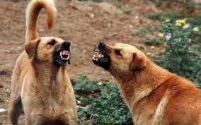 Donna azzannata da un cane a Scoglitti: è allarme randagismo