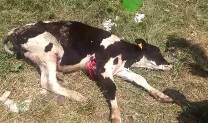 Due vitelli sbranati da un branco di cani a Modica. In corso indagini