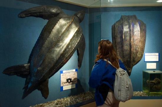 A Comiso il laboratorio scientifico del Museo Civico di Storia Naturale