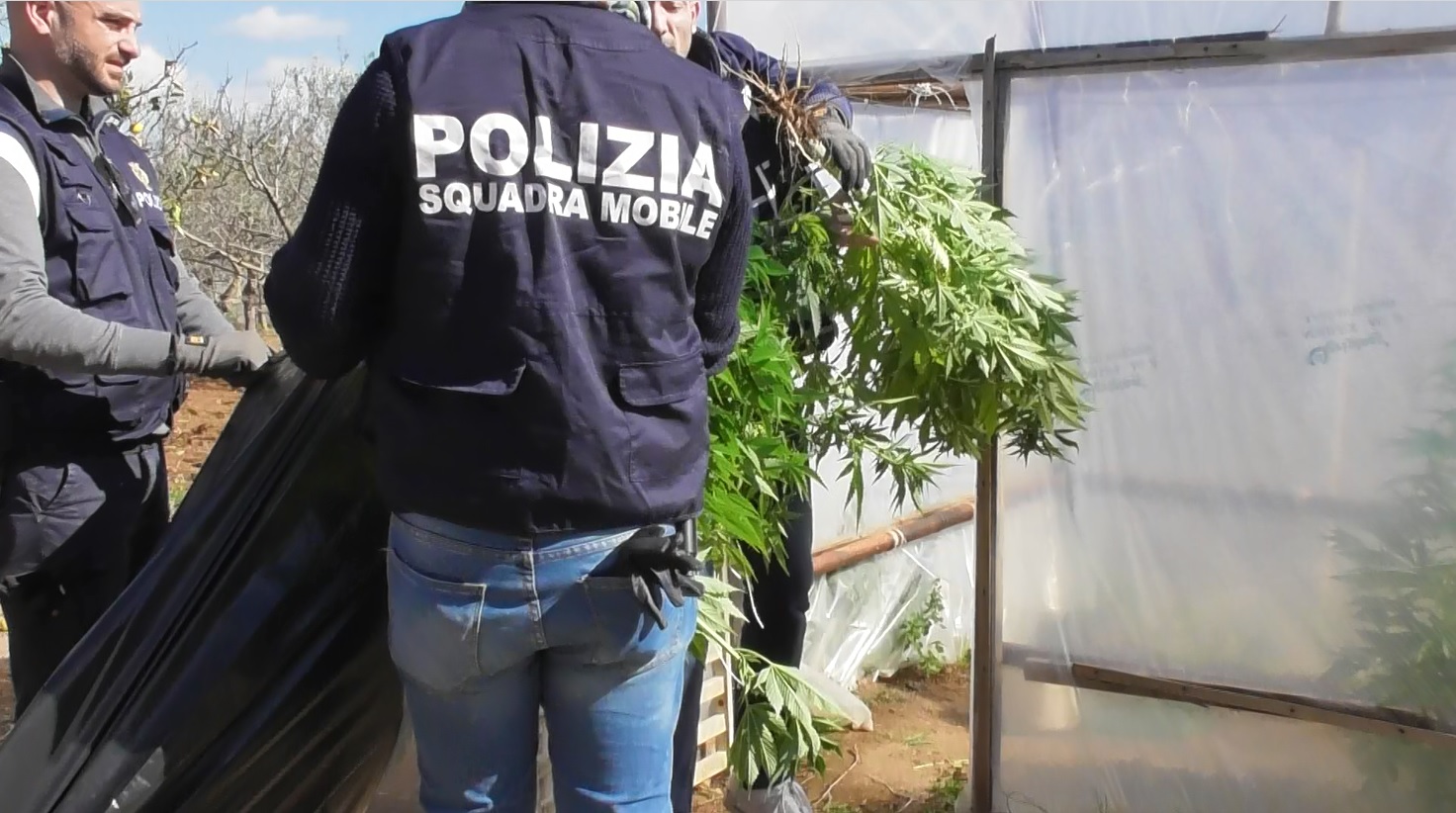 La Polizia di Stato arresta padre e figlio per coltivazione in serra di marijuana e detenzione armi. VIDEO