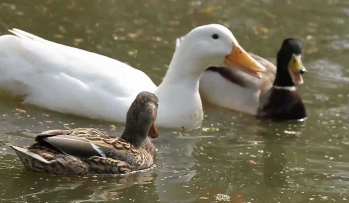 A Pozzallo animali dei giardini pubblici sbranati da randagi. L’intervento del sindaco Ammatuna