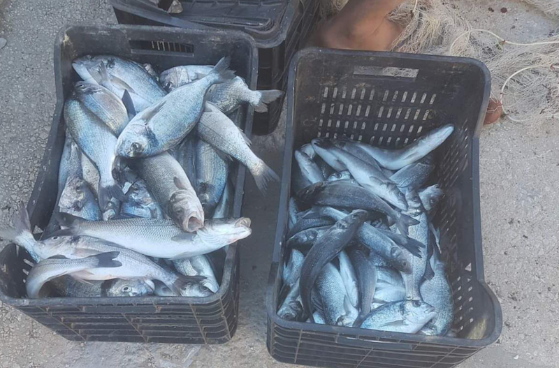 Rottura allevamenti a Portopalo. Orate in quantità vendute in provincia di Ragusa. Ecco il mistero della pesca miracolosa