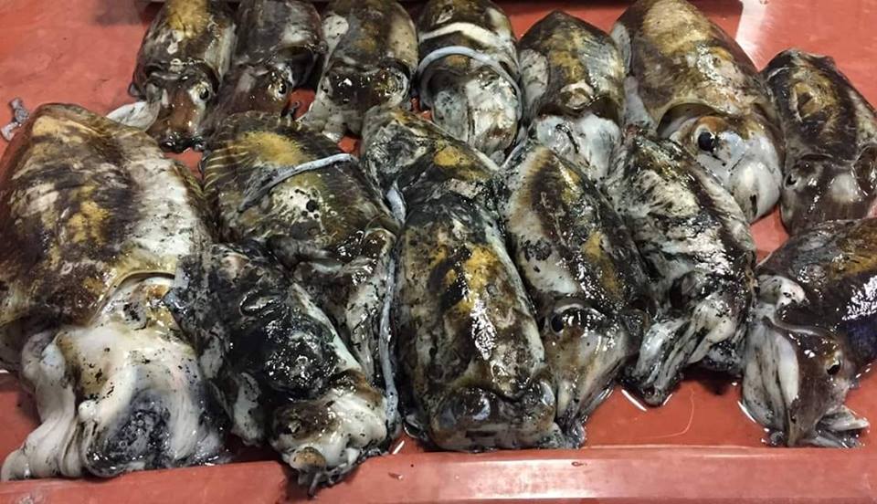 Si scaldano i fornelli per la Sagra della Seppia di Donnalucata. Ci saranno anche i cuochi iblei con piatti gourmet