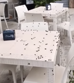 Sciame di api invade Modica bassa