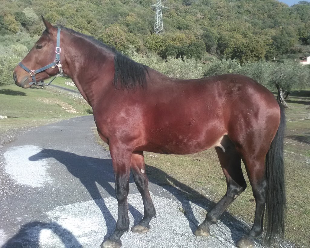 Cavallo smarrito  nei pressi del club Med Kamarina. Si ricerca il proprietario