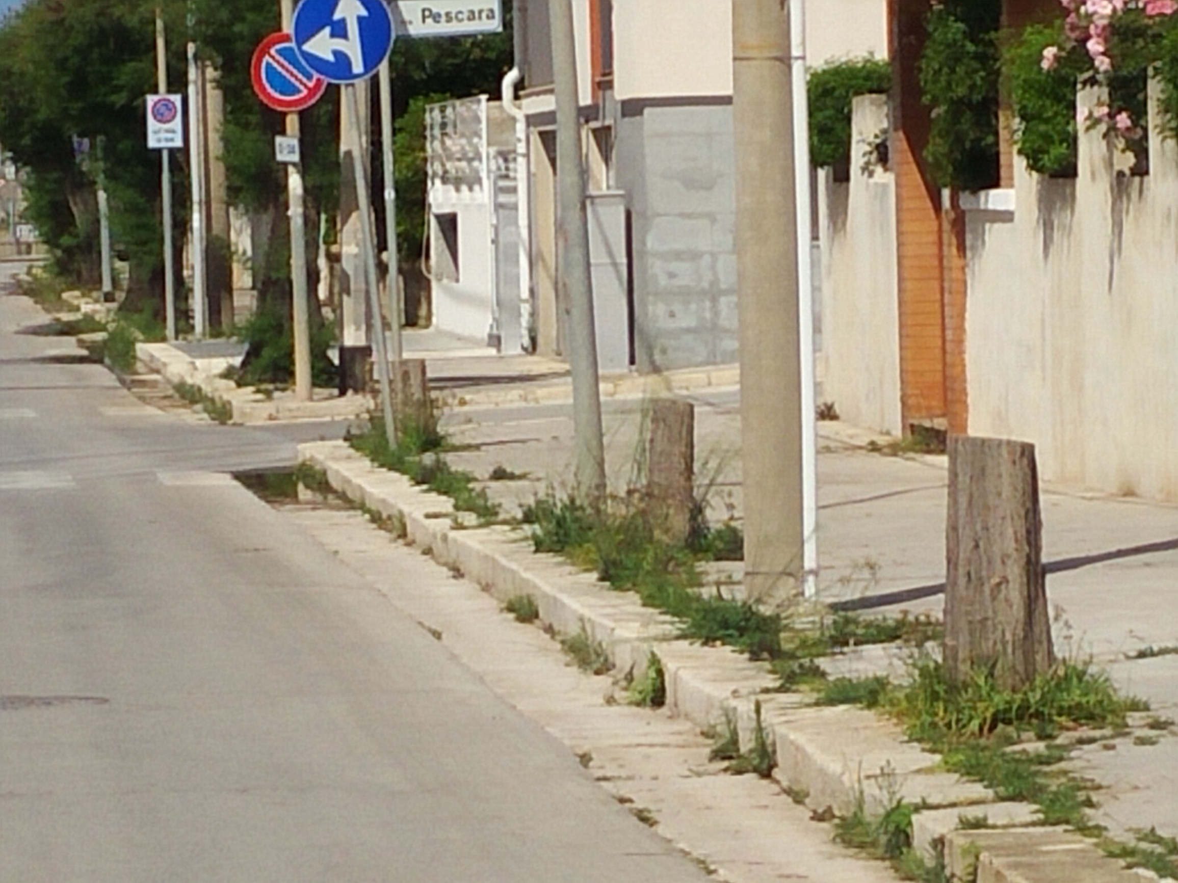 Marina di Ragusa: via Benedetto Brin il cimitero degli alberi