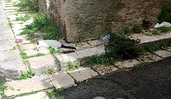 In attesa che qualcuno tolga il gatto morto. Da 5 giorni in via SS Salvatore