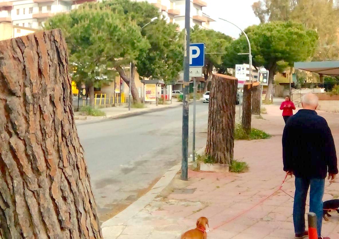La pesante potatura degli alberi di viale Sicilia. Ecco perché sono stati tagliati