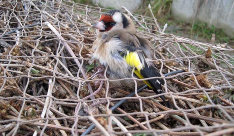 Anti-bracconaggio denunce e sequestri. Controlli a Ragusa