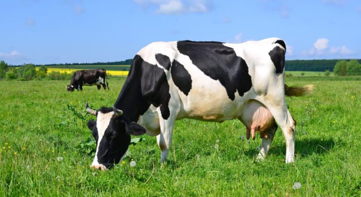 A causa del troppo caldo soffrono anche gli allevamenti: -30% del latte