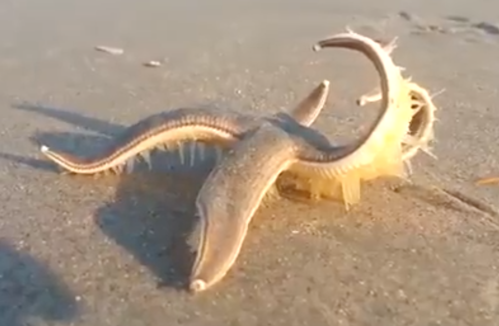 Ecco cosa è stato trovato sulla spiaggia VIDEO