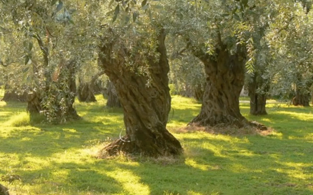 Il progetto Aristoil fa tappa al museo di Aidone per il focus sull’olio extravergine d’oliva. Talk e visite guidate in frantoio