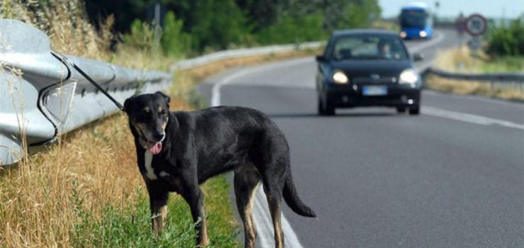 Cani abbandonati, già oltre 350 nel primo ponte dell’estate