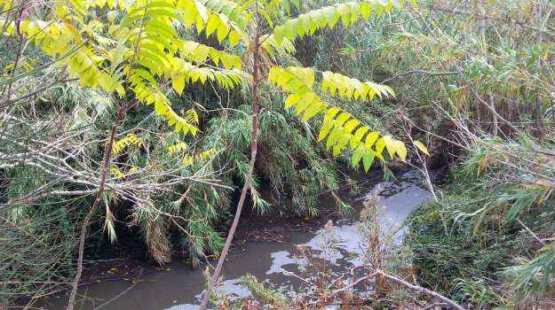 Ambiente: sversamento greggio in torrente, attivate procedure
