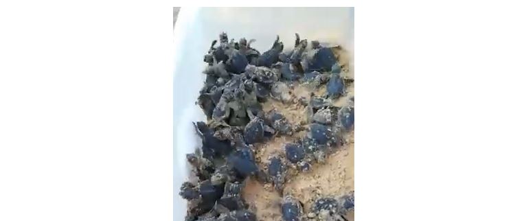 Tartughe Caretta Caretta a Marispica! VIDEO
