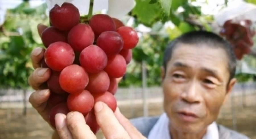 Grappoli d’uva venduti all’asta in Giappone per 10 mila euro