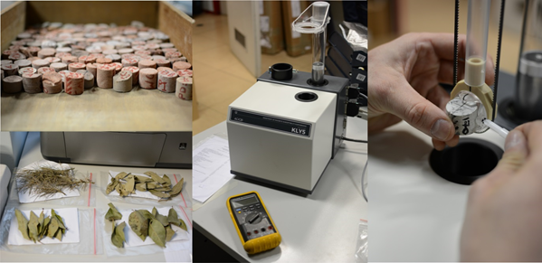 Le proprietà magnetiche delle foglie e dei licheni per il monitoraggio della qualità dell’aria
