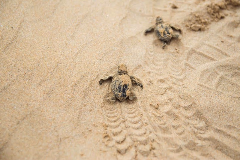 Nidi di Caretta Caretta sulla spiaggia di Sampieri: l’appello ai bagnanti