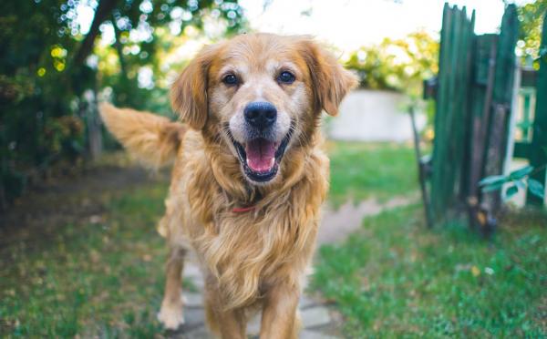 “La corretta gestione del cane”. Un corso gratuito indetto dall’ASP di Ragusa dal 2 al 6 ottobre
