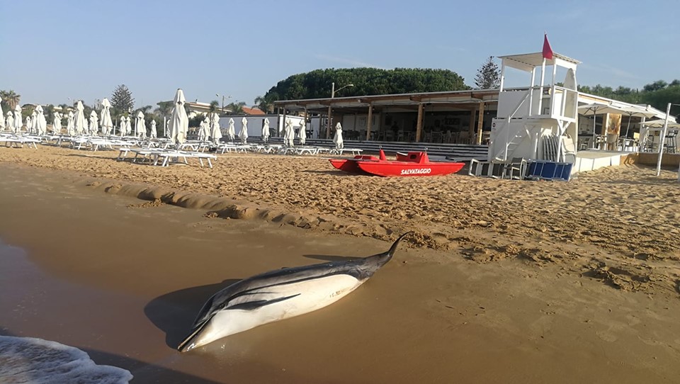 Cucciolo di delfino spiaggiato a Playa Grande. FOTO