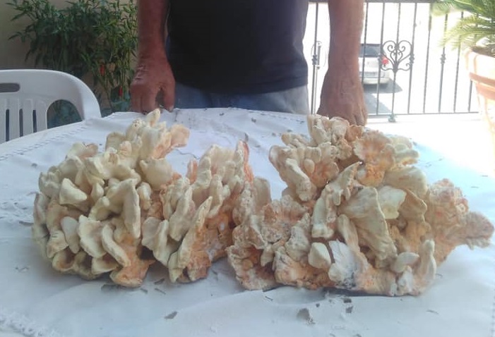 Ad Acate, trovato un fungo di carrubo di 4 kg