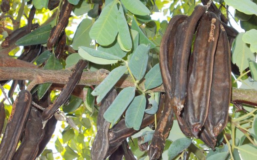 Acate: padre e figlio, ladri di carrube