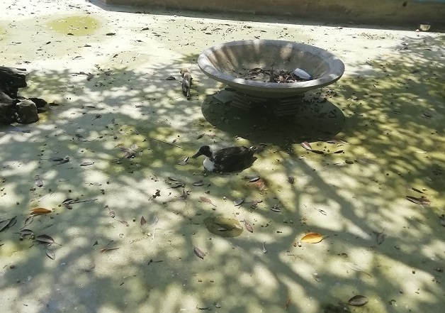 La denuncia: degrado del parco di corso Vittorio Veneto a Pozzallo, la vasca con gli animali quasi senz’acqua. FOTO