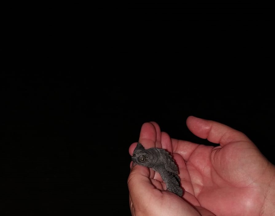 Si schiudono le uova di Caretta Caretta a Scoglitti. FOTO