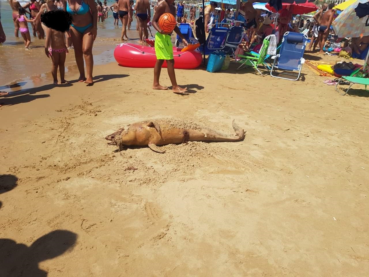 E sono due. Ritrovato un secondo cucciolo di delfino spiaggiato, a Marina di Ragusa
