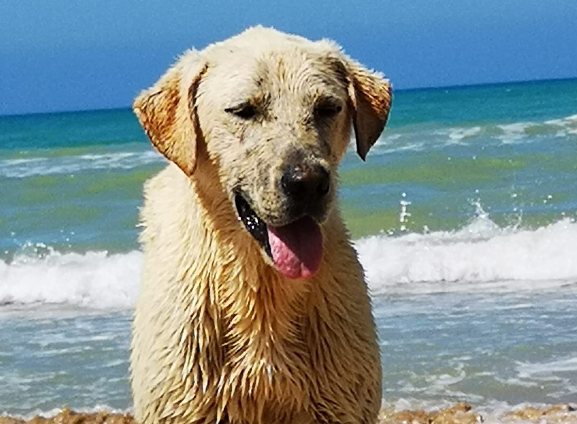 La lunga estate di Acquarius, il cane che ama fare il bagno a Marina di Acate. FOTO