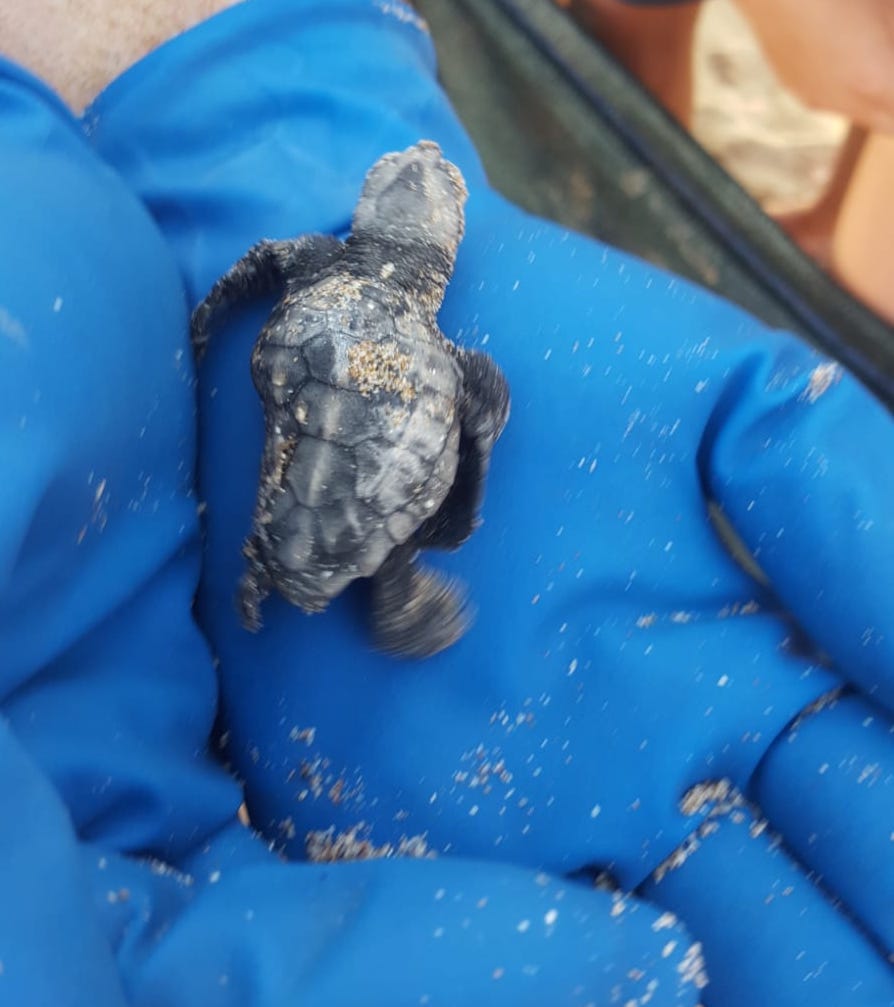 Da Scoglitti a Donnalucata, le Caretta Caretta scelgono il litorale ibleo