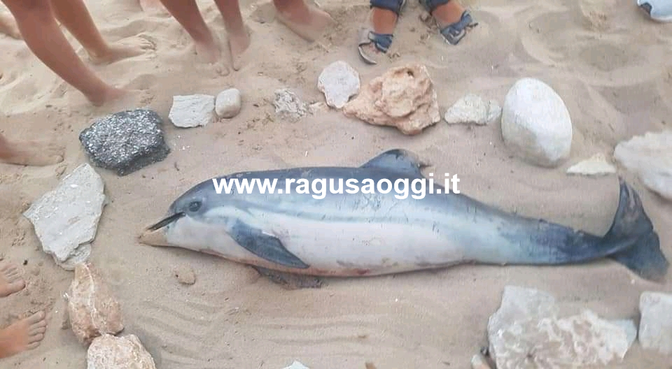 Cucciolo di delfino spiaggiato a Casuzze