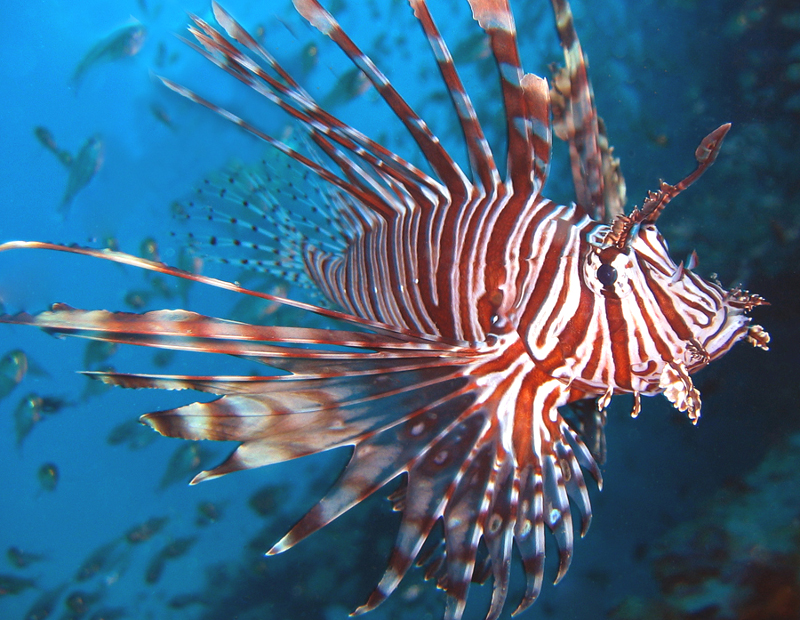 Il pesce scorpione avvistato anche in Sicilia. E’ un pericolo per la bio diversità