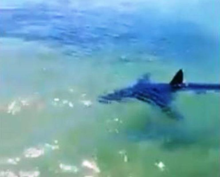 Turista dato per disperso ai Tropici: trovata la sua mano nello stomaco di uno squalo tigre