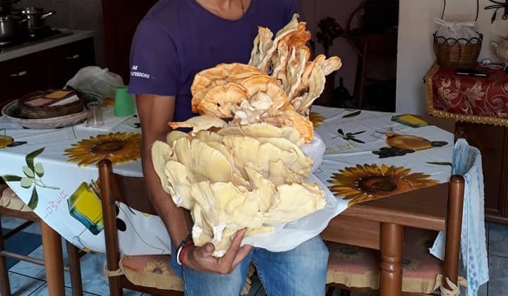 Dopo il fungo di carrubo da 4 kg, ad Acate ne trovano uno di 6