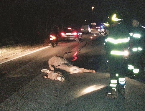 Auto contro asini grave incidente all’ingresso di Ragusa