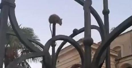 Andiamo bene. Un topo, equilibrista, sulla cancellata della cattedrale di Ragusa. VIDEO