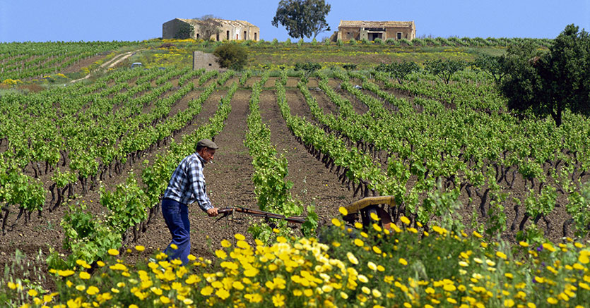 Un tavolo di crisi regionale in aiuto dell’agricoltura siciliana