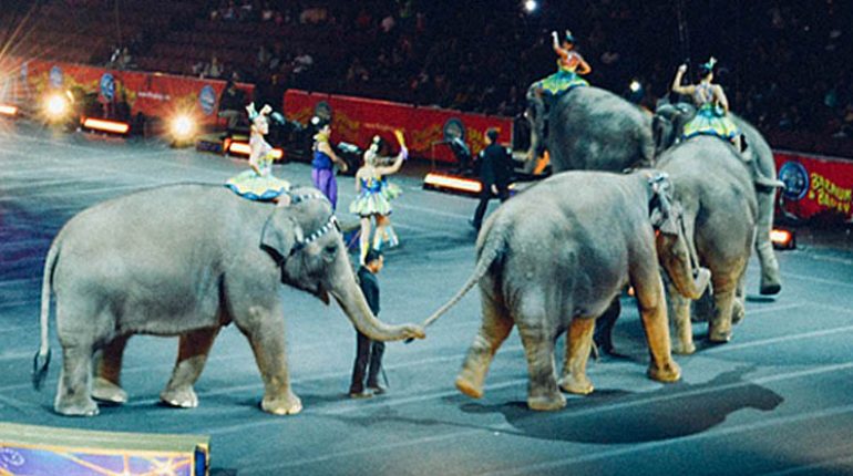 Ragusa dice no al circo con animali selvatici ed esotici. Approvata mozione di D’Asta